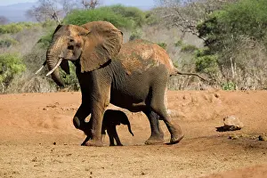 Rescued: African Elephant - female / cow with 4 month old