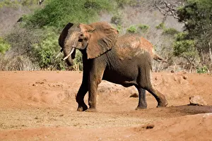 Ngulia: African elephant - female / cow angry at not being