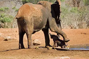Rescues: African Elephant - female / cow rescuing her very