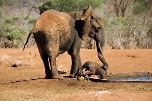 Rescues: African Elephant - female / cow trying to rescue