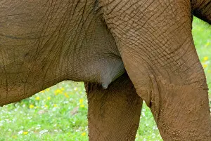 Teets: African Elephant - female, showing breast and nipple