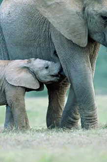 Ingrid Van Den Berg: African Elephant - female and suckling calf