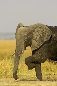 Scratches: African Elephant - Female took a bath in the Chobe
