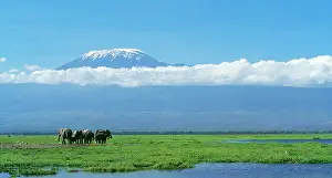 Kilimanjaro: African Elephant - females & calves, Kilimanjaro