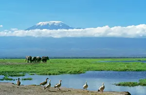 Times: African Elephant - females & calves, Kilimanjaro