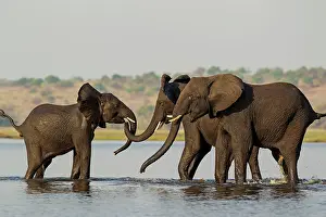 Greeting: African Elephant - females that just have been crossing