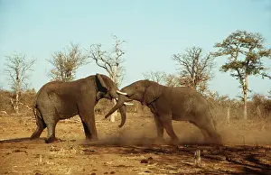 Strength: African Elephant - Two fighting bulls