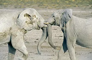 Appearance: African Elephant - fighting bulls - their whitish