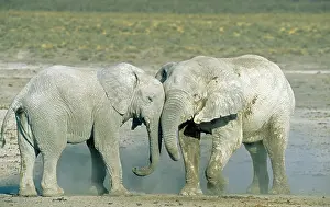 Appearance: African Elephant - fighting bulls - their whitish