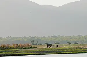 Dwarfed: African Elephant on flood plain of Zambesi River