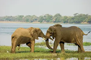 Zambezi: African Elephant - Friendly greeting of 2 bulls