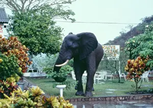 Encroachment: African ELEPHANT - in garden