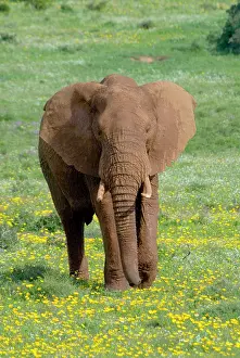 Rains: African Elephant - grazing amongst flowers after good rains