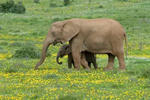 Rains: African Elephant - grazing amongst flowers after good rains