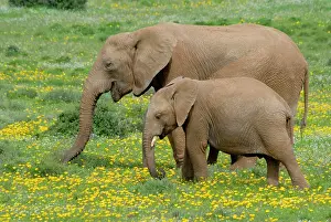 Rains: African Elephant - grazing amongst flowers after good rains