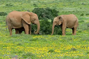 Rains: African Elephant - grazing amongst flowers after good rains