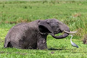 Cinera: African Elephant with Grey Heron (Ardea cinerea)