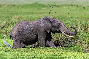 Cinera: African Elephant with Grey Heron (Ardea cinerea)