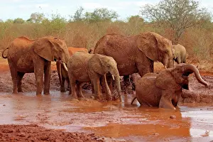 Wallowing: African Elephant group bathing in mud