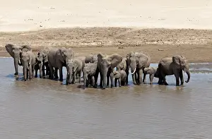 Luangwa: African Elephant group drinking at river