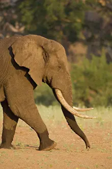 Handsome: African Elephant - Handsome bull walking across