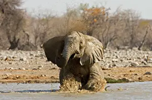 Wallowing: African Elephant - Having a bath in a water hole