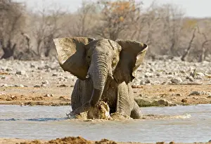 Wallowing: African Elephant - Having a bath in a water hole