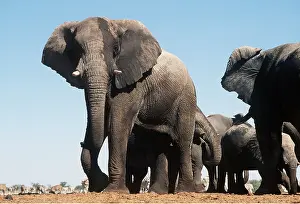 Rungnapa Sasitorn: African ELEPHANT - herd
