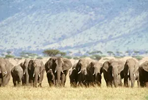 Rows: AFRICAN ELEPHANT - herd