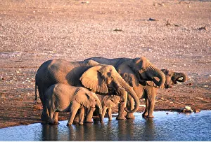Clem Haagner: African ELEPHANT - herd drinking at water hole