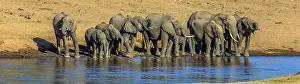 Manoj Shah: African Elephant herd drinking water from Mara River
