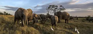 Pejeta: African Elephant herd feedingg in the marsh in Ol