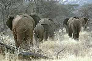 Heading: African Elephant - herd heading to woodland