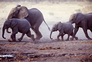 Chris Harvey: African ELEPHANT - herd running with calves