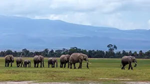 Amboselli: African Elephant herd walking in Amboselli National