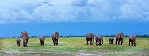Amboselli: African Elephant herd walking in Amboselli National