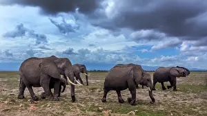 Amboselli: African Elephant herd walking in Amboselli National
