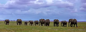 Amboselli: African Elephant herd walking in Amboselli National