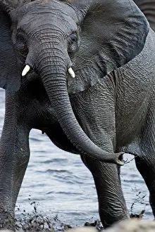 Karl Terblanche: African Elephant - juvenile standing in a water hole