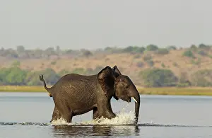 Excitement: African Elephant - juvenile straggler- the last