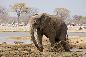 Kicking: African Elephant - Kicking up mud