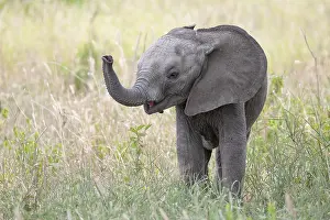 Nosed: African elephant, also known as african elephant