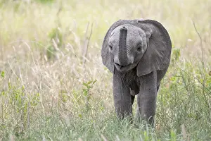 Nosed: African elephant, also known as african elephant