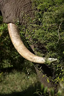 081118: African elephant with large tusks, feeding in Masai