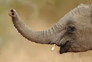 Lifting: African Elephant - lifting up trunk