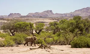 Visible: African Elephant - lone bull walking through a