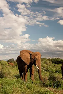 Poach: African Elephant, Loxodonta africana, out