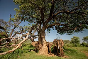 Poach: African Elephant, Loxodonta africana, under