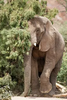 Ugab: African Elephant (Loxodonta africana). So-called desert elep