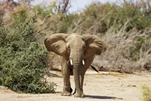 Ugab: African Elephant (Loxodonta africana). So-called desert elep